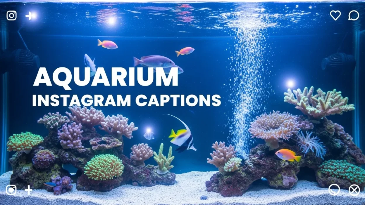 Aquarium Instagram Captions